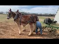Lagu Mule Plowing, Harnessing, and barn manners (MUST SEE..VERY COOL!!!!) #001