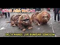 Download Lagu MACAN-MACANAN DELTA WANGI || BUMISARI SONGGON