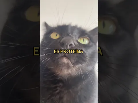 Lección 02/? Álekai y Rizha #gatos #perro