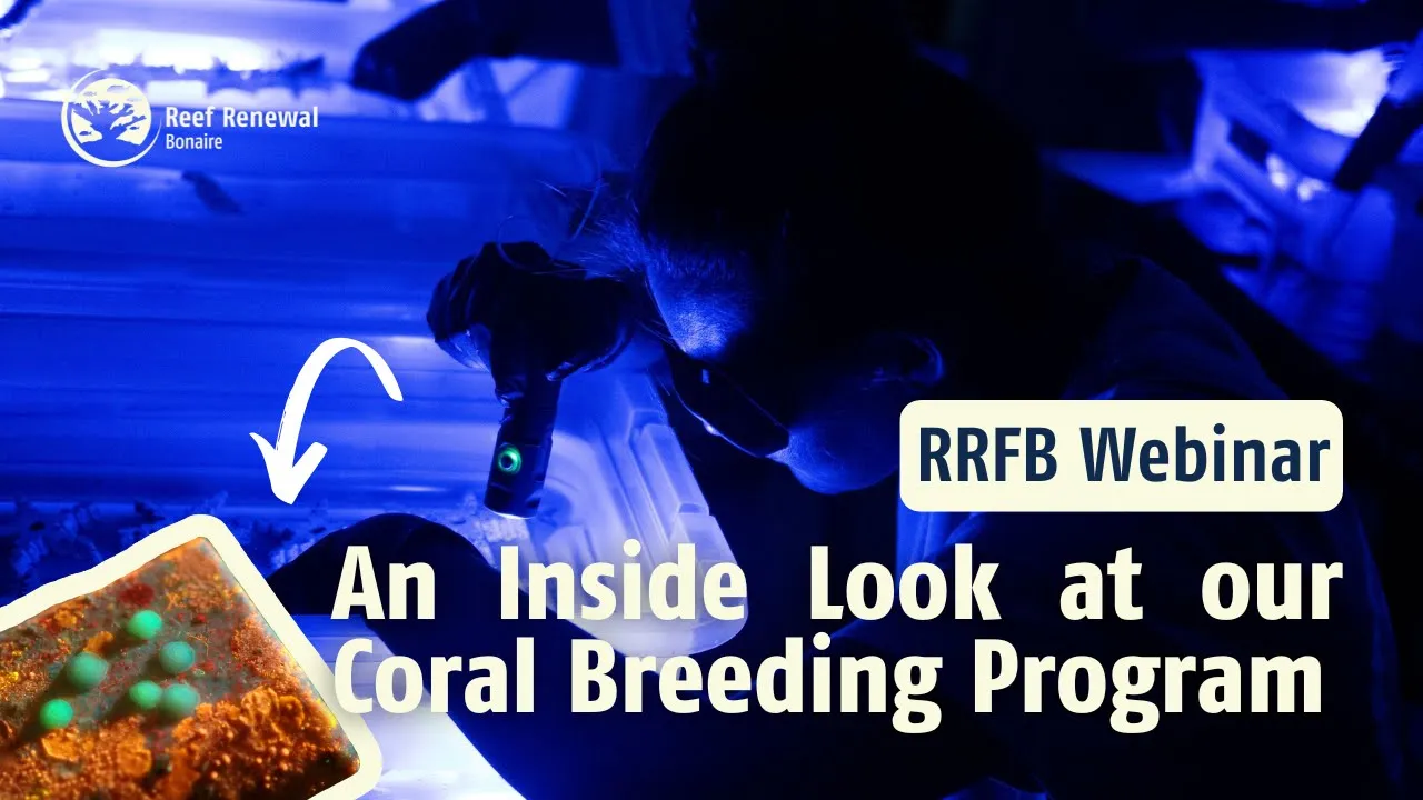 An Inside Look at Our Coral Breeding Program: RRFB Webinar