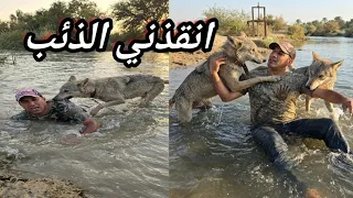 شاهد وفاء الذئب الرمادي في العراق
