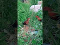 Download Lagu pikat burung sintar mata merah ganas benar 😂