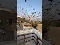 Download Lagu 1500 Kabootaro ka shok #kabootarbazi #kabootar #pigeon #shortfeed #shorts #short #birds