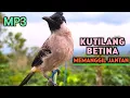 Suara Burung Kutilang Betina Gacor Cocok Untuk Pancingan Agar Bunyi