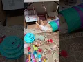 Download Lagu This Suit Is MUCH BETTER Than The CONE OF SHAME 😹 #Shorts #Kitten #Cat #Cute #Funny