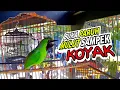 Download Lagu AKSI CUCAK IJO ASLI SUMATERA DI GANTANGAN LOMBA