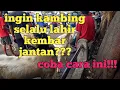 Lagu Cara agar kambing hamil lahir anakan kembar jantan