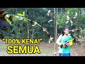 Download Lagu Cara Mikat Burung Sogon