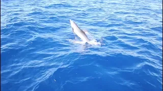 Ep. 7 – Anguilla to BVI