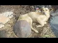 Download Lagu With a massive 10 pound tumor and starving, he endured endless pain… yet no one helped him!