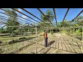 Download Lagu PAK UMAN BIKIN ANJANG-ANJANG TANAMAN LABU DI KEBUN ASIAN SURVIVOR