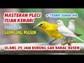 Download Lagu MASTERAN PLECI + TERAPI AIR (nembak KENARI)
