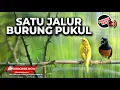 Download Lagu Irama dan Lagu Satu Jalur Masteran Burung Pukul Agar Makin Dahsyat