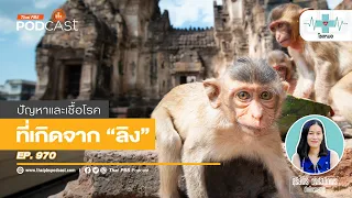 การเลี้ยงลิงไว้ที่บ้านหรือในสวนสาธารณะมีความเสี่ยงอย่างไร