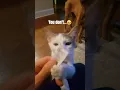 Lagu Don't like me🥹 #trending #funny #ytshorts #trendingshorts #cute #cat #catvideos #catshorts #coconico