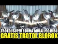 GILA !!! TROTOL BLOROK DIKASIH GRATISAN STOK RATUSAN EKOR MURAI TROTOL CUMA MULAI 190.000 AN