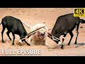 The Most Shocking Fights in the Animal Kingdom Full Episode Wildlife Documentary