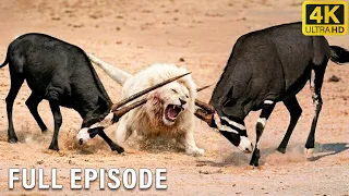 The Most Shocking Fights in the Animal Kingdom Full Episode Wildlife Documentary