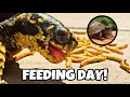 Box Turtle Feeding Day