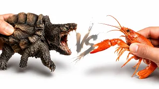 Tartaruga Jacaré Bebê vs Lagosta