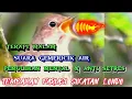 Download Lagu Sikatan Londo‼️ Kombinasi Suara Air dan Suara Masteran cocok untuk   Burung Malas Bunyi #masteran