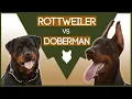 DOBERMAN vs ROTTWEILER What s The Difference