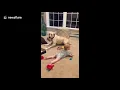 Hilarious moment a dog in New Jersey teaches baby how to crawl