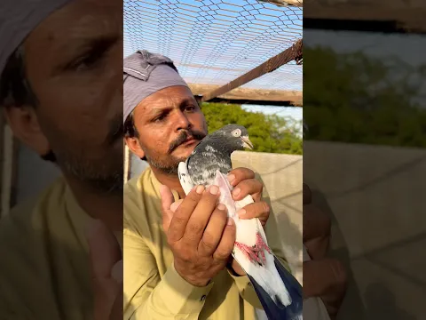 The pigeon has wasted away 😭#shortvideo
