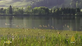 وثائقي البراري في جبال اوروبا 