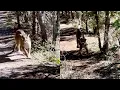 ORIGINAL Terrifying shows Utah man chased by a mountain lion unedited