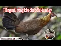 Download Lagu Tiếng gà mái rừng kêu dụ bổi trống cực nhạy mới nhất @ThuVuiVaDamMe98