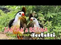 Download Lagu SUARA PIKAT BURUNG RUAK-RUAK JANTAN DAN BETINA PALING AMPUH 