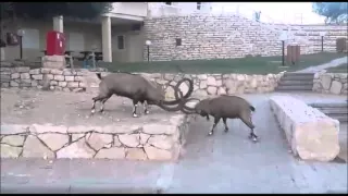 קרב יעלים בית ספר שדה הר הנגב 