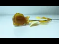 MOI - What Does Amber Incense Smell Like Amber Incense Benefits Amber Incense Meaning