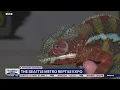 The Seattle Metro Reptile Expo returns this weekend FOX 13 Seattle