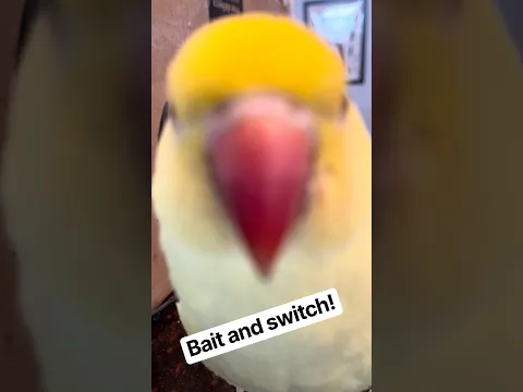Wait for it…. 😂 #talkingbird #talkingparrot #cuteanimals #funnyanimals #funnypets #baitandswitch