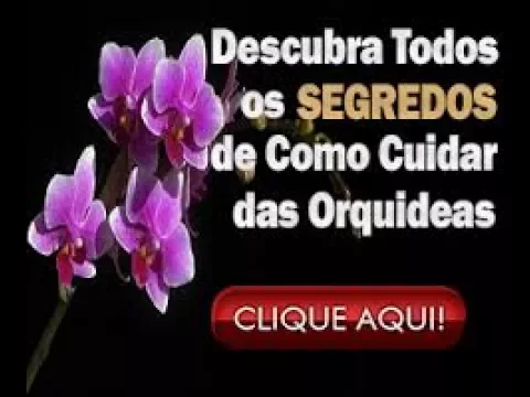 COMO CUIDAR DE ORQUIDEAS LUDISIA