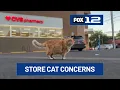 Portland store cat draws attention and some concerns from neighbors