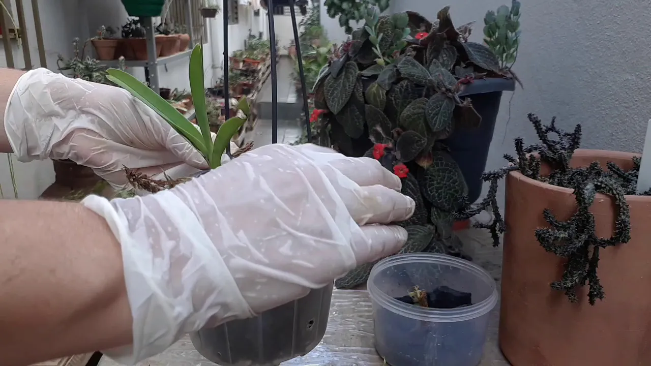 ORQUIDEA VANDA REPLANTE