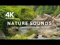 Download Lagu Calming Nature Sounds | Flowing Water and Birds Chirping for Peaceful Mind and Relaxation