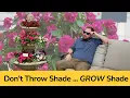 Double Impatiens for Shade Gardens New Glimmer Colors 2026