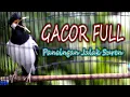 Download Lagu JALAK SUREN GACOR BIKIN JALAK SUREN LAIN IKUT BUNYI SEPANJANG HARI  #jalaksuren