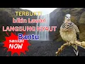 Lagu BANTU SUBSCRIBE 100 | Perkutut Lokal Gacor Suara Besar Pancingan Burung Perkutut Agar Cepat Bunyi