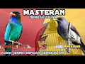 Download Lagu MASTERAN Burung Tengkek Buto Vs Murai Air Nembak Panjang Kasar || Masteran Burung Audio Jernih