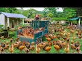 Download Lagu Selling Lots Of Chicken After 200 Days Of Raising - Use Truck Transport Many Chicken Go To Sell