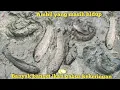 Download Lagu NYATA..!! Tidak ada air nemu banyak ikan gabus kekeringan | ambil yang masih hidup kita selamatkan