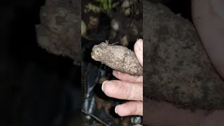 tips menanam bunga dahlia dari umbi dan menyimpannya untuk tahun depan