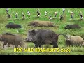 Download Lagu INCREDIBLE  WILD BOAR HUNTS • AMAZING HOG HUNT VIDEOS • ULTIMATE HUNTING COMPILATION