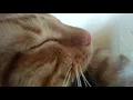 Download Lagu Lucunya kucing ini ketika mendengar suara Bersin