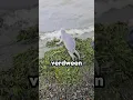 Download Lagu Hij Redde Een Zeehond En Liet Hem Vrij!(@i_m_from_kamchatka/TT)